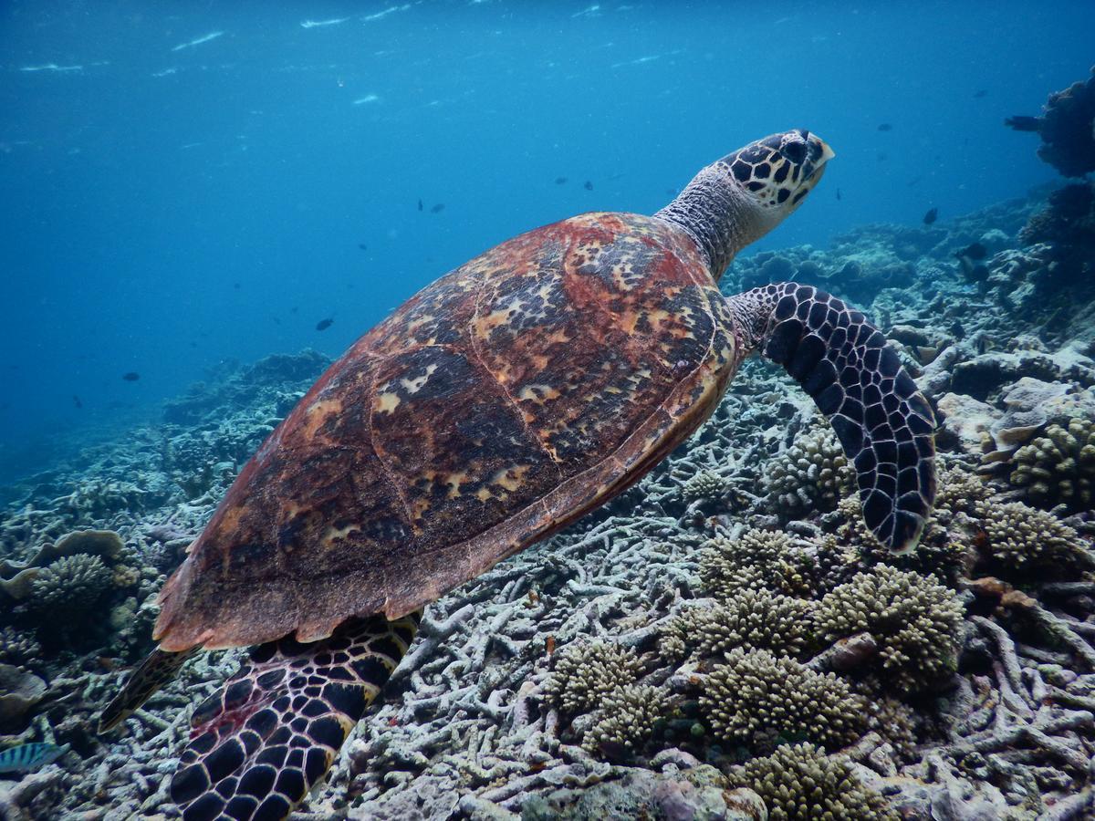 Hotel Equa Reef Maldives Addu City Zewnętrze zdjęcie