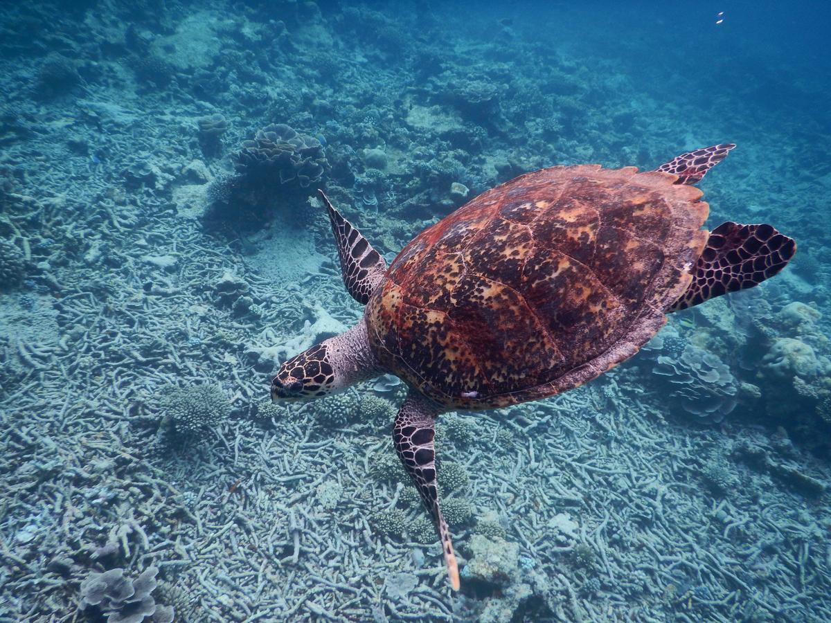 Hotel Equa Reef Maldives Addu City Zewnętrze zdjęcie