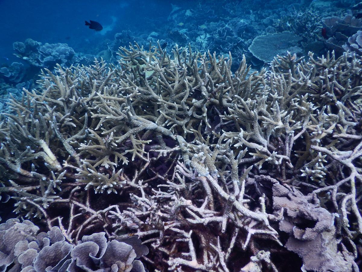 Hotel Equa Reef Maldives Addu City Zewnętrze zdjęcie