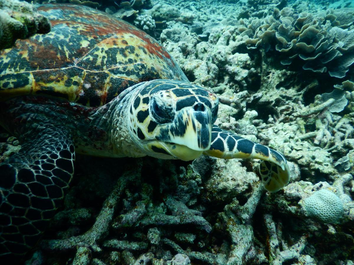 Hotel Equa Reef Maldives Addu City Zewnętrze zdjęcie