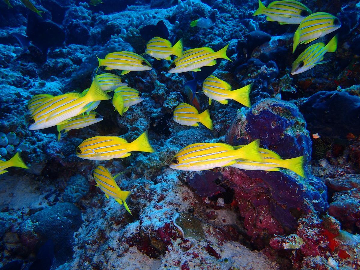 Hotel Equa Reef Maldives Addu City Zewnętrze zdjęcie