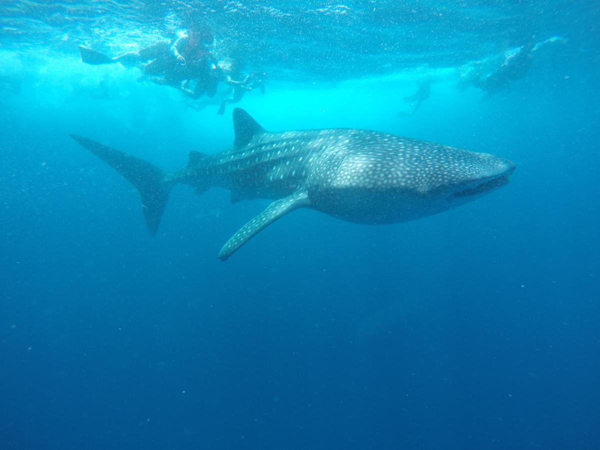 Hotel Equa Reef Maldives Addu City Zewnętrze zdjęcie