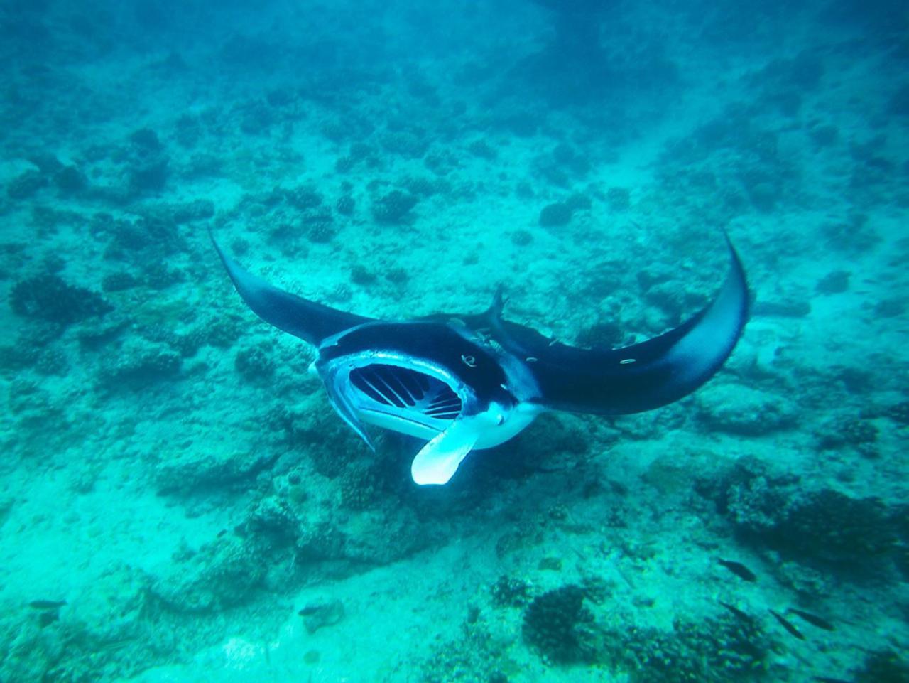 Hotel Equa Reef Maldives Addu City Zewnętrze zdjęcie