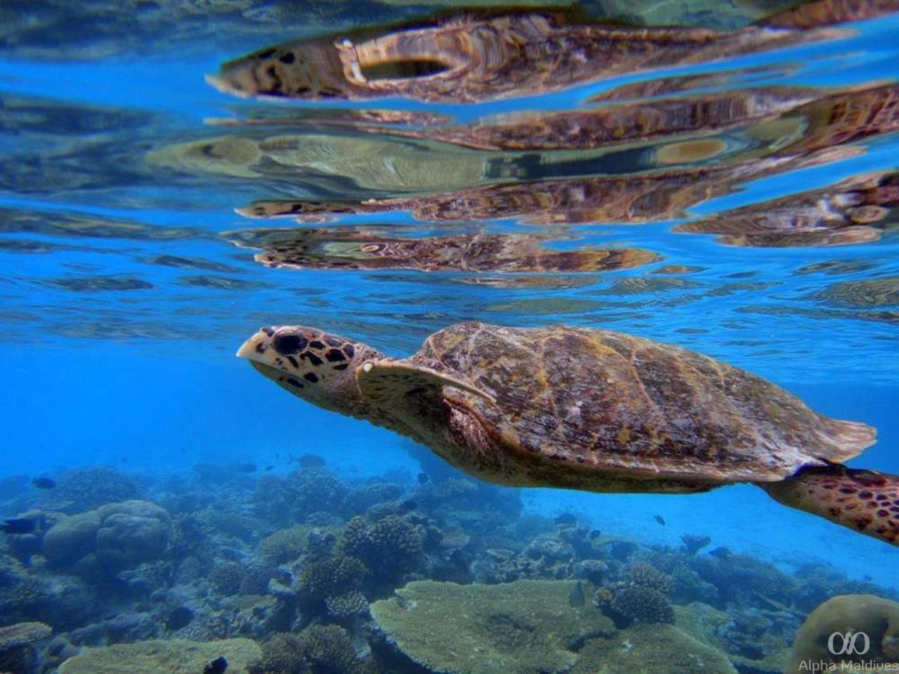 Hotel Equa Reef Maldives Addu City Zewnętrze zdjęcie